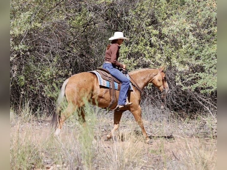 Caballo cuarto de milla Yegua 7 años 152 cm Palomino in Belen