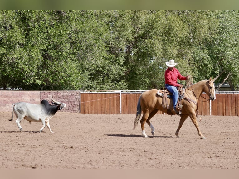 Caballo cuarto de milla Yegua 7 años 152 cm Palomino in Belen