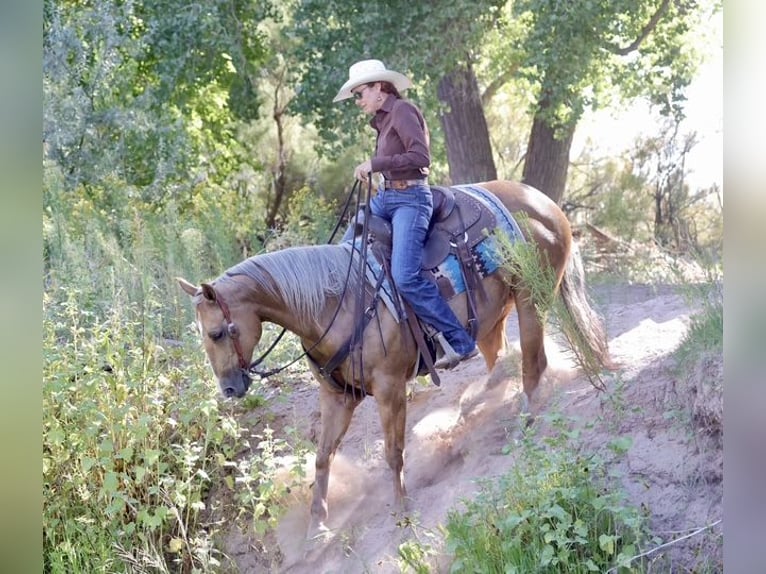 Caballo cuarto de milla Yegua 7 años 152 cm Palomino in Belen
