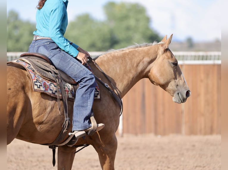 Caballo cuarto de milla Yegua 7 años 152 cm Palomino in Belen