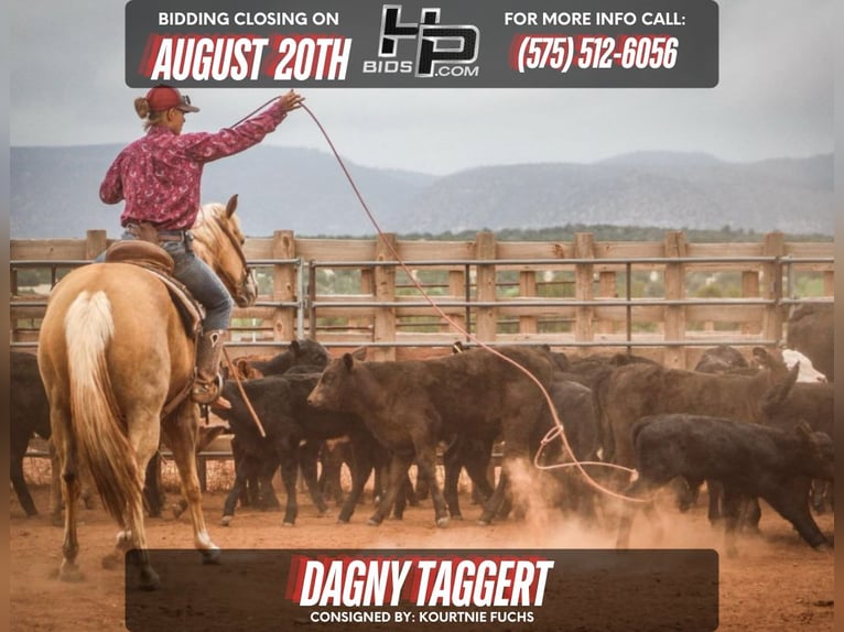 Caballo cuarto de milla Yegua 7 años 152 cm Palomino in Santa Rosa Caballo cuarto de milla Yegua 7 años 152 cm Palomino in Santa Rosa