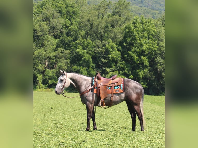 Caballo cuarto de milla Yegua 7 años 152 cm Tordo in Rebersburg, PA