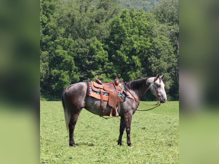 Caballo cuarto de milla Yegua 7 años 152 cm Tordo in Rebersburg, PA