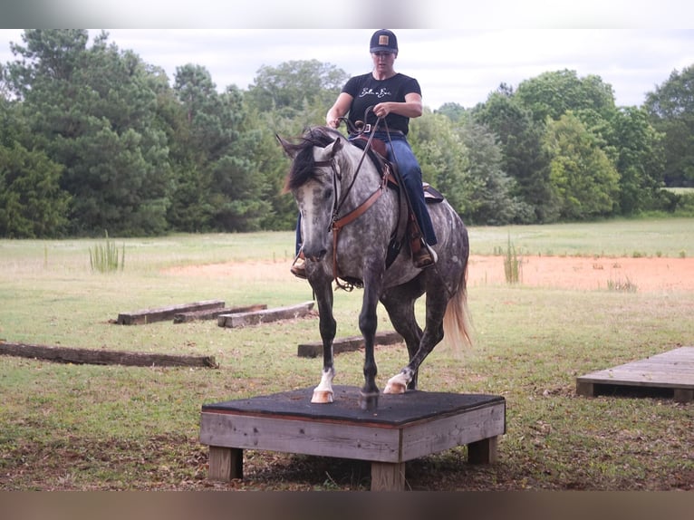 Caballo cuarto de milla Yegua 7 años 152 cm Tordo rodado in Pomaria SC