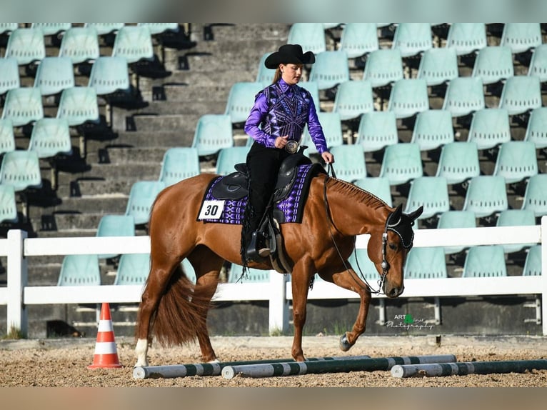 Caballo cuarto de milla Yegua 7 años 153 cm Alazán in Stephanskirchen