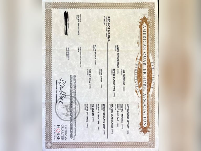 Caballo cuarto de milla Yegua 7 años 153 cm Alazán in Stephanskirchen