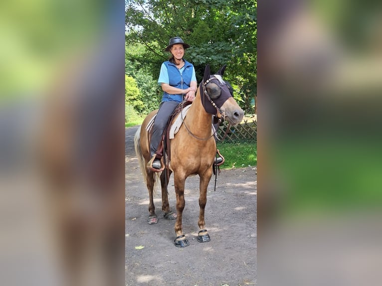 Caballo cuarto de milla Mestizo Yegua 7 años 153 cm Palomino in Andernach