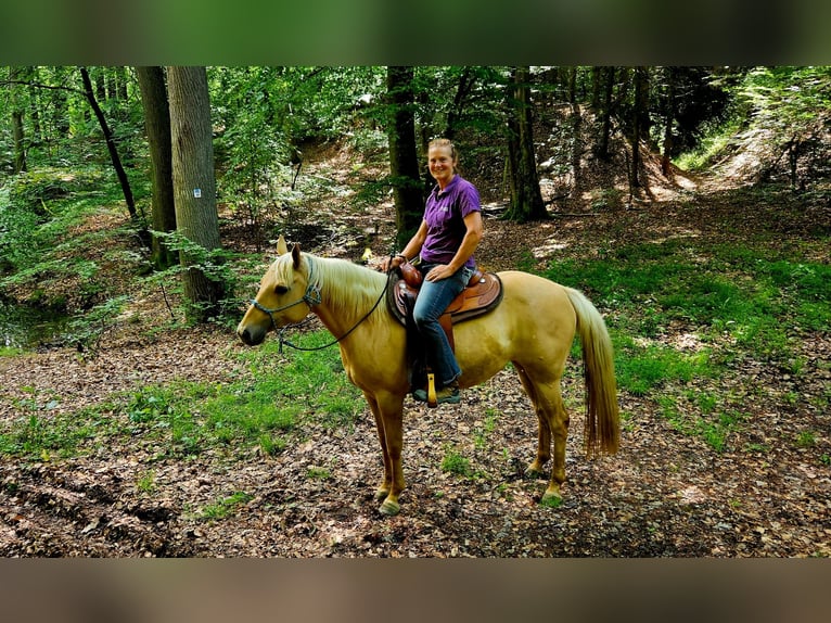 Caballo cuarto de milla Yegua 7 años 154 cm Palomino in Alterkülz