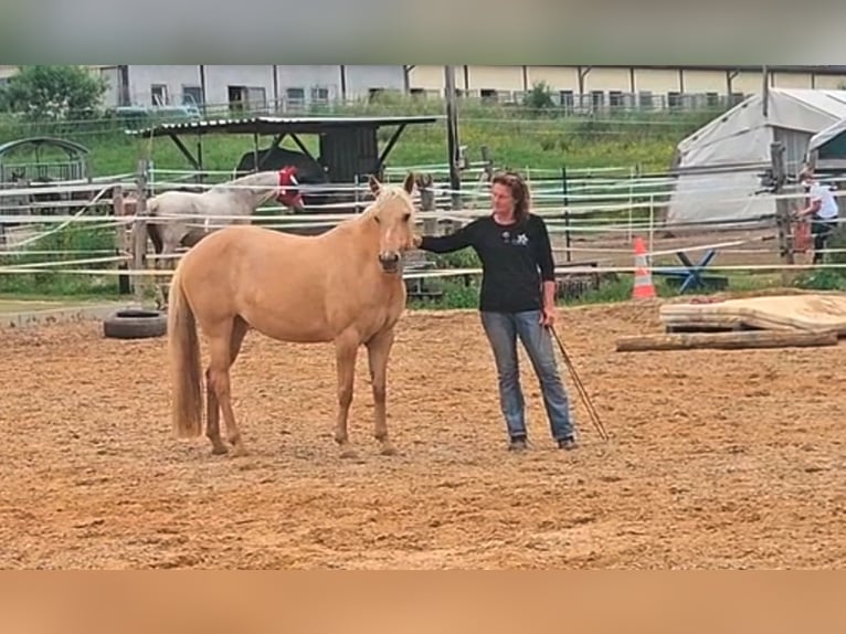 Caballo cuarto de milla Yegua 7 años 154 cm Palomino in Alterkülz