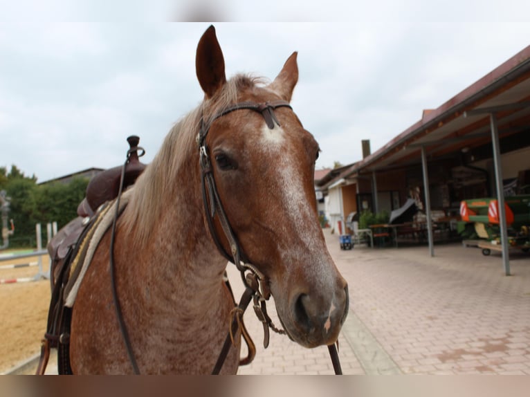 Caballo cuarto de milla Yegua 7 años 154 cm Ruano alazán in Buchloe