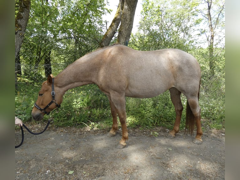 Caballo cuarto de milla Yegua 7 años 156 cm Ruano alazán in Herborn