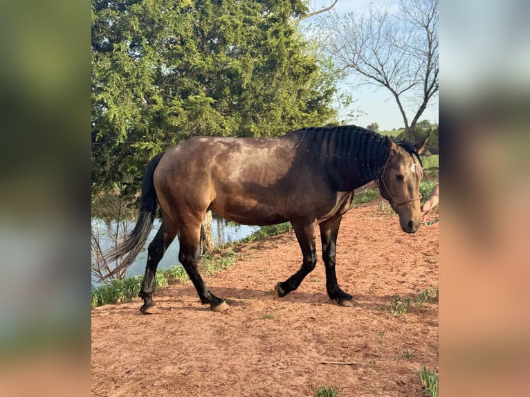 Caballo cuarto de milla Mestizo Yegua 7 años 157 cm Buckskin/Bayo in Charleston