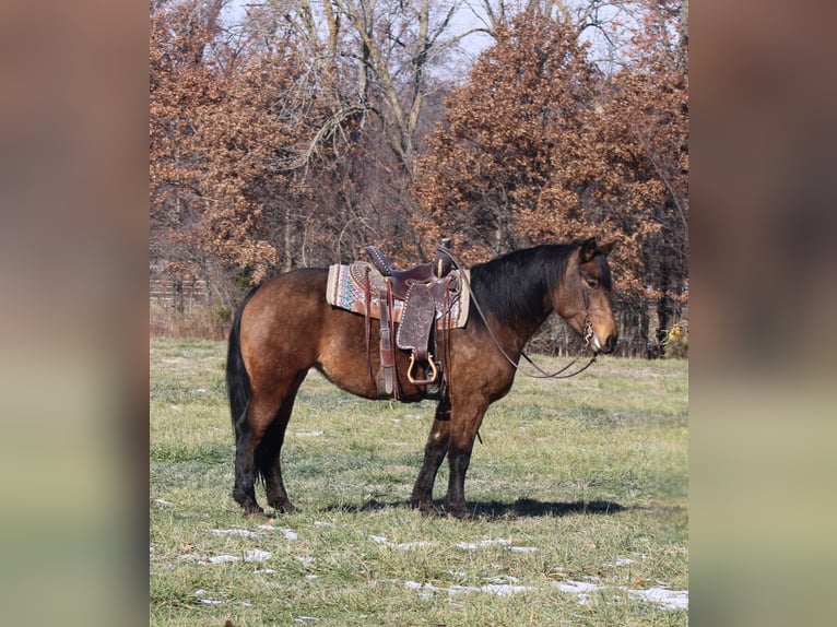 Caballo cuarto de milla Mestizo Yegua 7 años 157 cm Buckskin/Bayo in Charleston