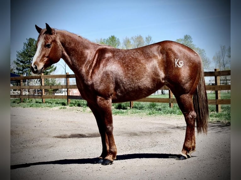 Caballo cuarto de milla Yegua 7 años 157 cm Ruano alazán in Fort Collins, CO