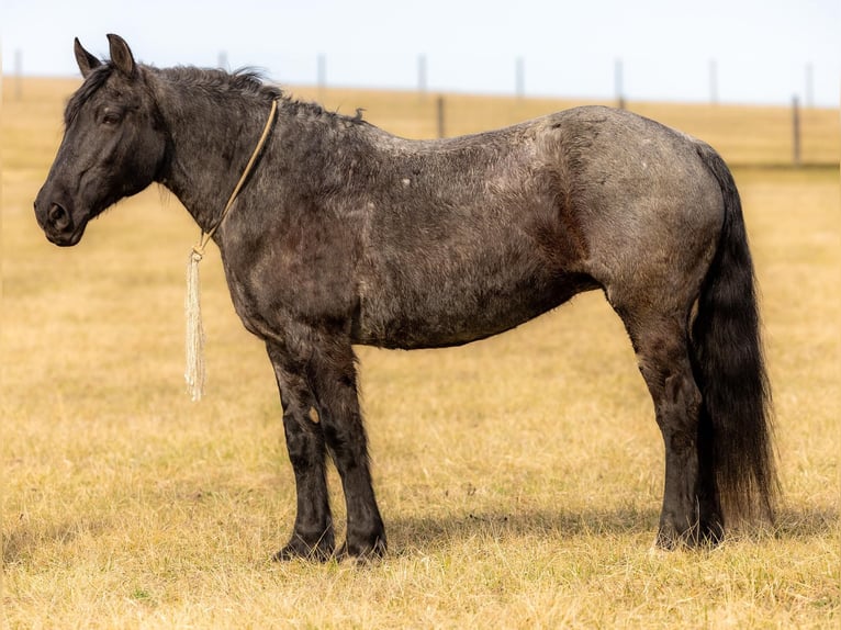 Caballo cuarto de milla Yegua 7 años 157 cm Ruano azulado in Ewing KY