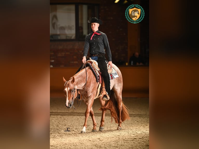 Caballo cuarto de milla Yegua 7 años 159 cm Ruano alazán in Geetbets