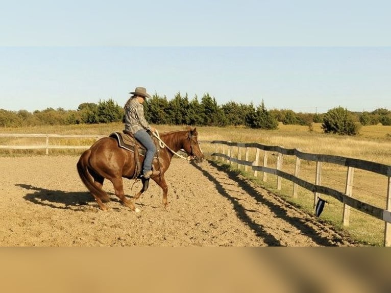 Caballo cuarto de milla Yegua 7 años 163 cm Alazán-tostado in Huntington