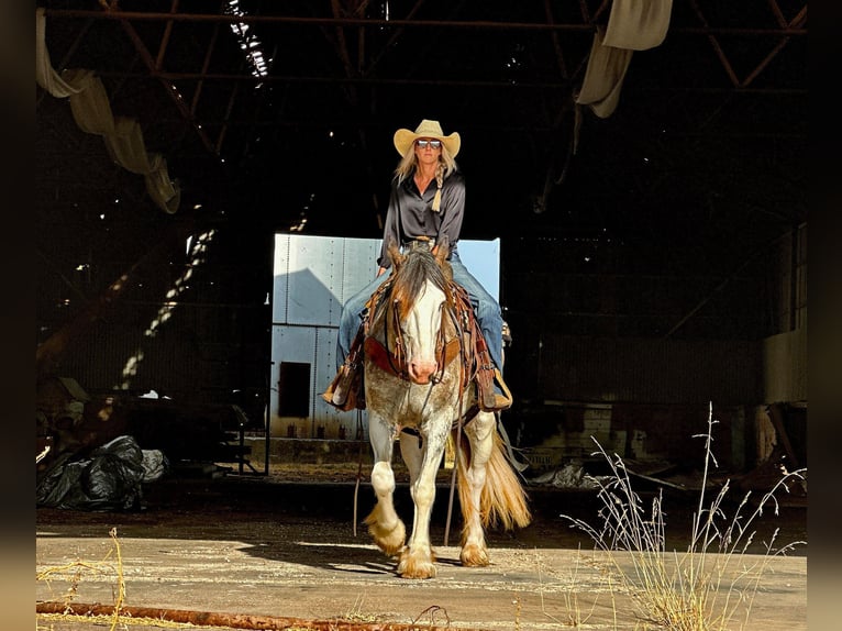 Caballo cuarto de milla Yegua 7 años 163 cm Ruano azulado in Byers, TX