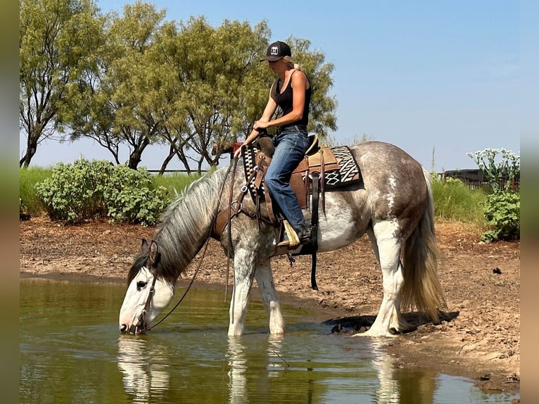 Caballo cuarto de milla Yegua 7 años 163 cm Ruano azulado in Byers, TX