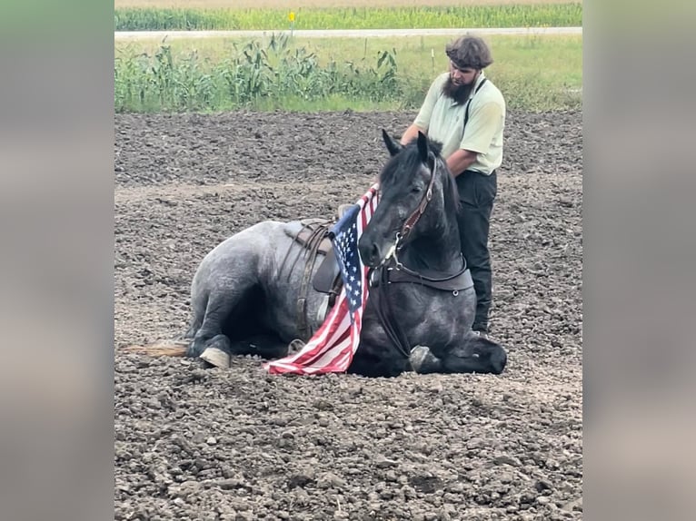 Caballo cuarto de milla Yegua 7 años 168 cm Ruano azulado in Windom, MN