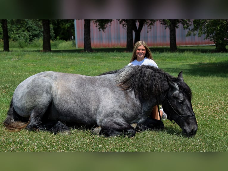 Caballo cuarto de milla Yegua 7 años 168 cm Ruano azulado in Windom, MN