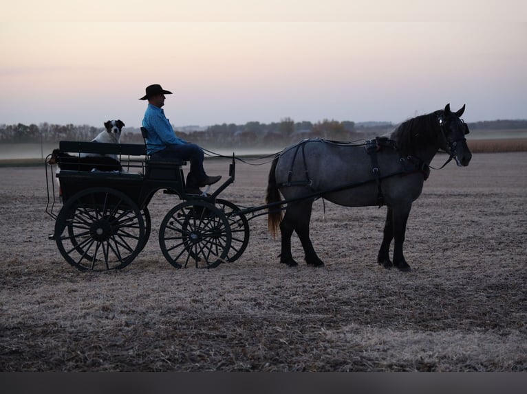 Caballo cuarto de milla Yegua 7 años 168 cm Ruano azulado in Windom, MN