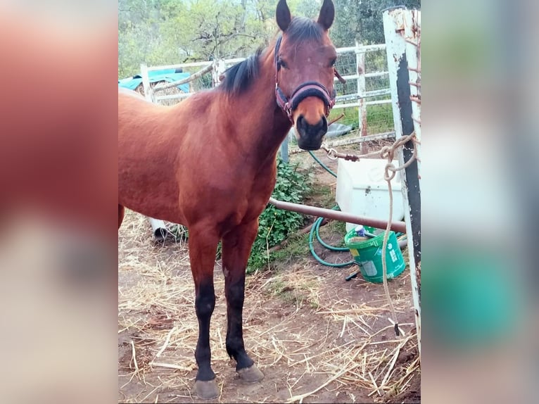Caballo cuarto de milla Yegua 7 años 170 cm Castaño oscuro in Somma Vesuviana