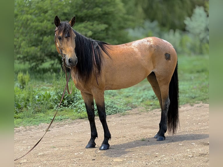 Caballo cuarto de milla Yegua 7 años 173 cm Buckskin/Bayo in Fort Collins