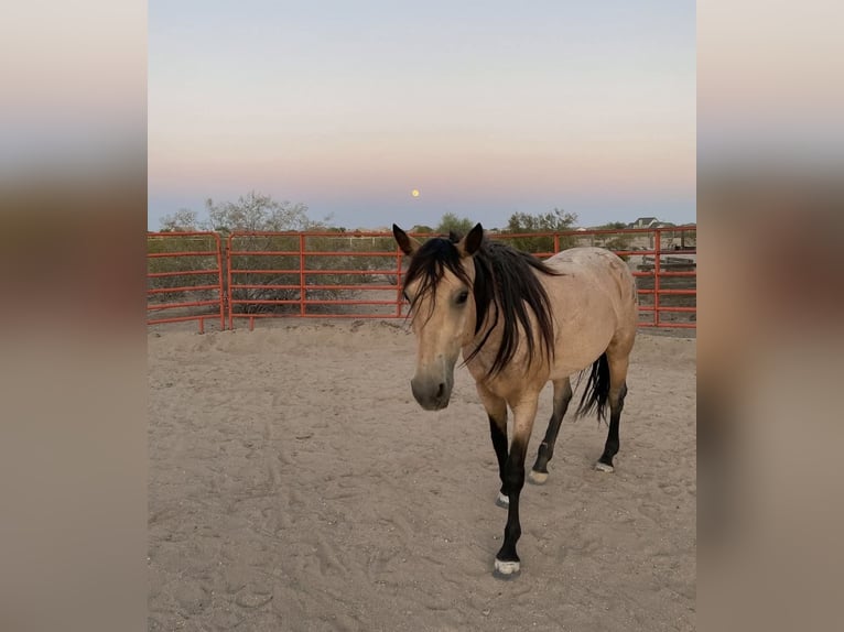 Caballo cuarto de milla Yegua 7 años 173 cm Buckskin/Bayo in Fort Collins