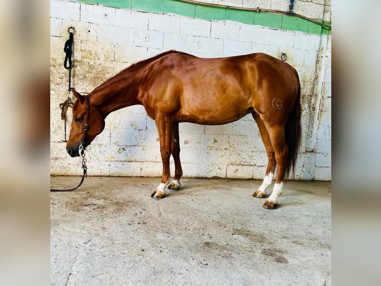 Caballo cuarto de milla Yegua 7 años Alazán in Mantova