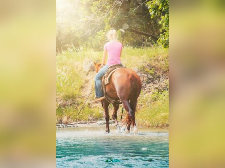 Caballo cuarto de milla Yegua 7 años Alazán rojizo in Bluff Dale TX