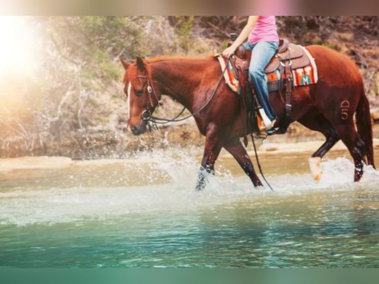 Caballo cuarto de milla Yegua 7 años Alazán rojizo in Bluff Dale TX