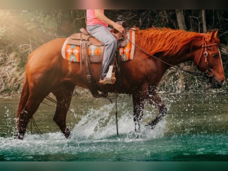 Caballo cuarto de milla Yegua 7 años Alazán rojizo in Bluff Dale TX