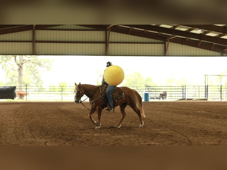 Caballo cuarto de milla Yegua 7 años Alazán rojizo in Herrick