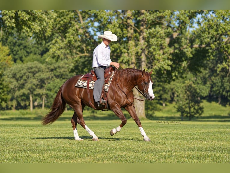 Caballo cuarto de milla Yegua 7 años Alazán rojizo in Oelwein
