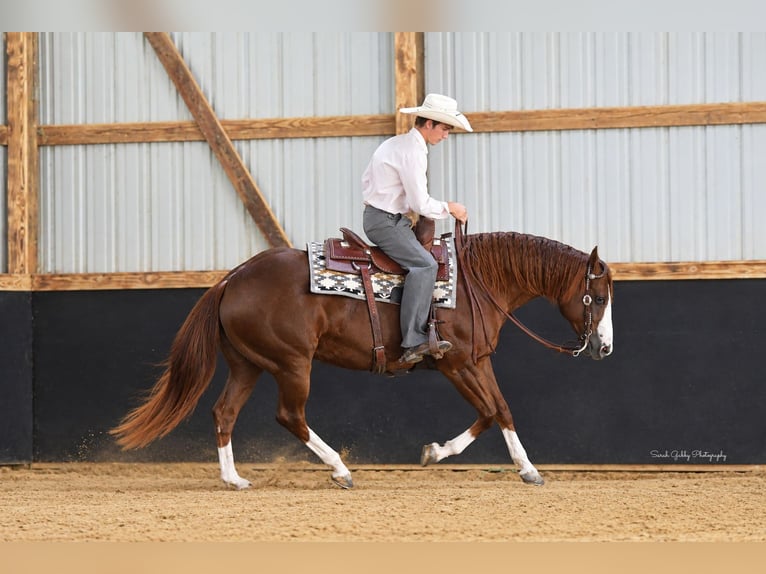Caballo cuarto de milla Yegua 7 años Alazán rojizo in Oelwein