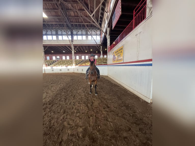 Caballo cuarto de milla Yegua 7 años Castaño rojizo in PERRY, OK