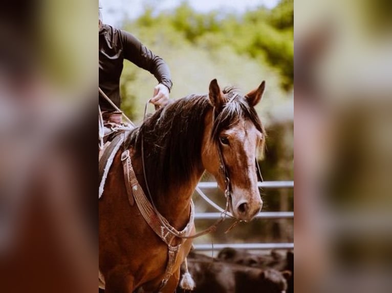 Caballo cuarto de milla Yegua 7 años Castaño rojizo in PERRY, OK