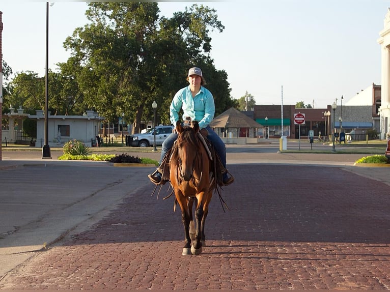 Caballo cuarto de milla Yegua 7 años Castaño rojizo in PERRY, OK