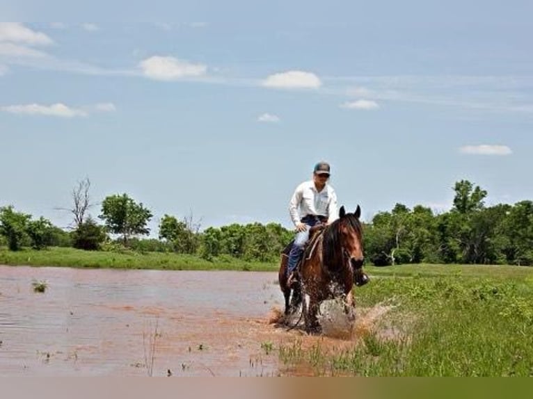 Caballo cuarto de milla Yegua 7 años Castaño rojizo in PERRY, OK