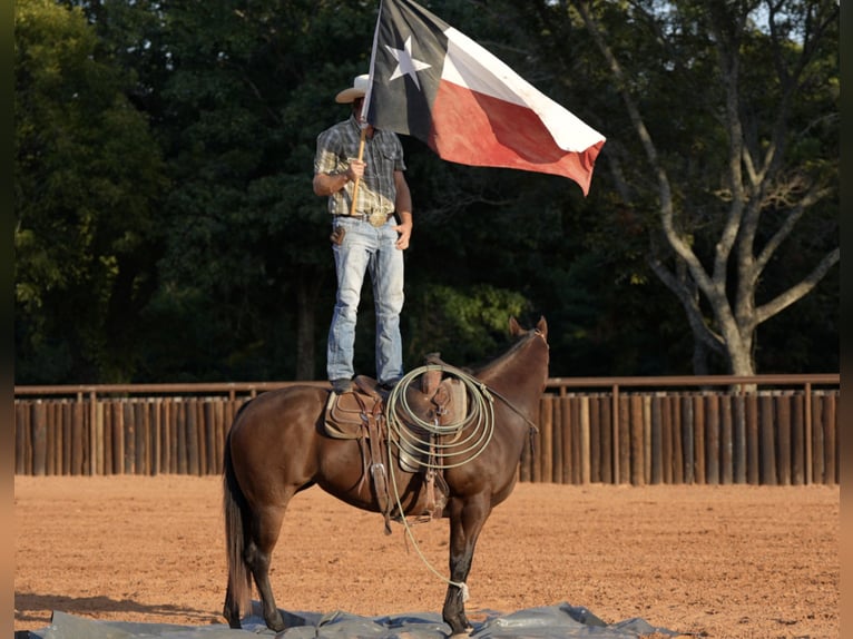 Caballo cuarto de milla Yegua 7 años Castaño rojizo in Weatherford