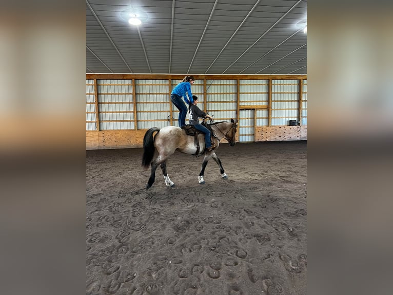 Caballo cuarto de milla Yegua 7 años Castaño-ruano in Everett PA