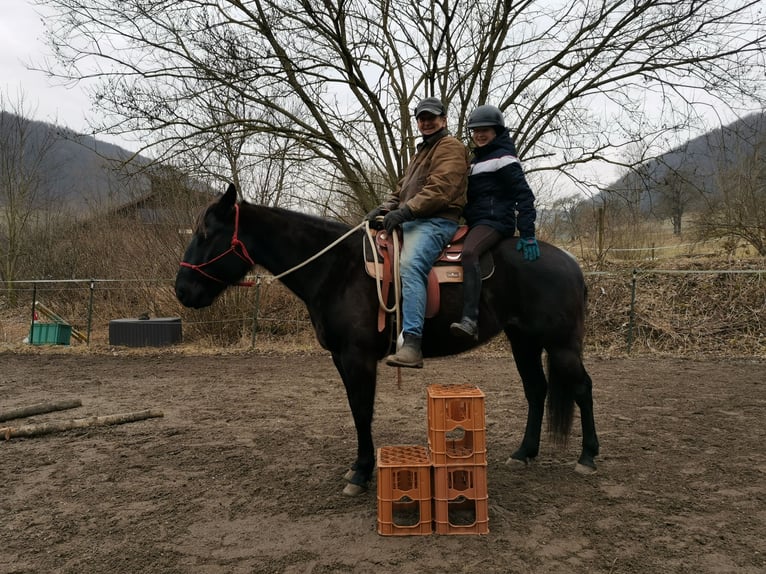 Caballo cuarto de milla Yegua 7 años Negro in Gruibingen