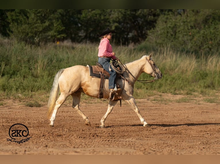 Caballo cuarto de milla Yegua 7 años Palomino in Canyon