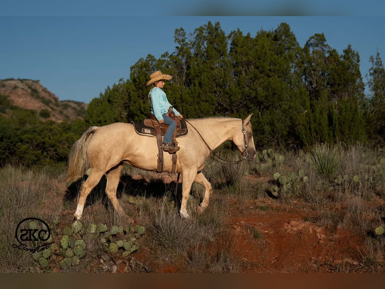 Caballo cuarto de milla Yegua 7 años Palomino in Canyon