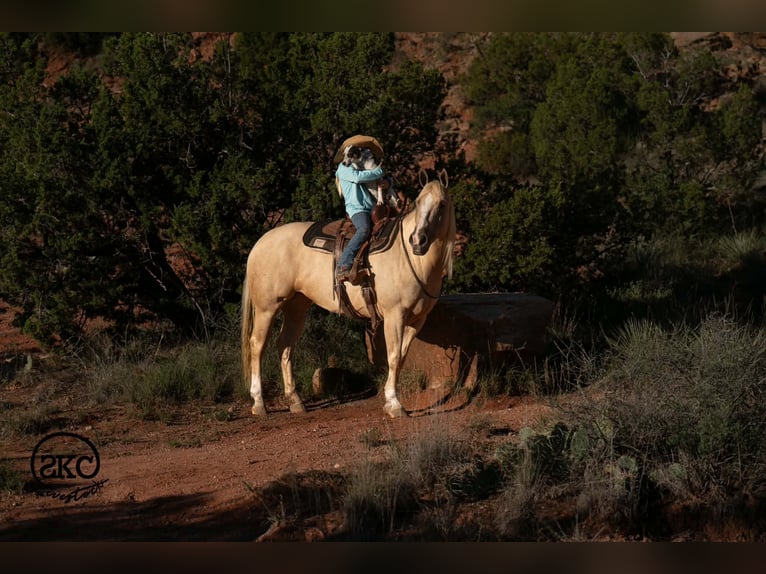 Caballo cuarto de milla Yegua 7 años Palomino in Canyon