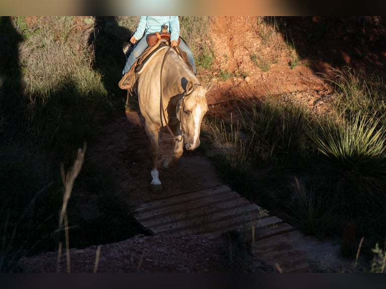 Caballo cuarto de milla Yegua 7 años Palomino in Canyon