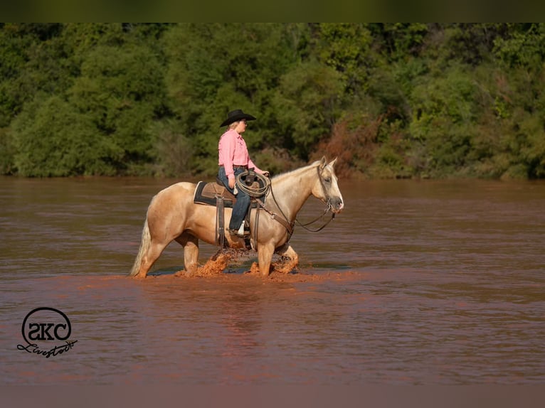 Caballo cuarto de milla Yegua 7 años Palomino in Canyon