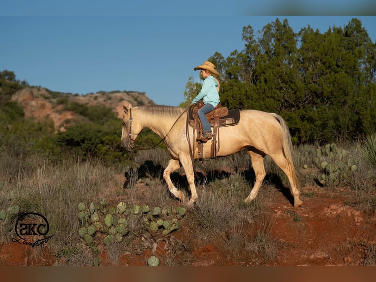 Caballo cuarto de milla Yegua 7 años Palomino in Canyon