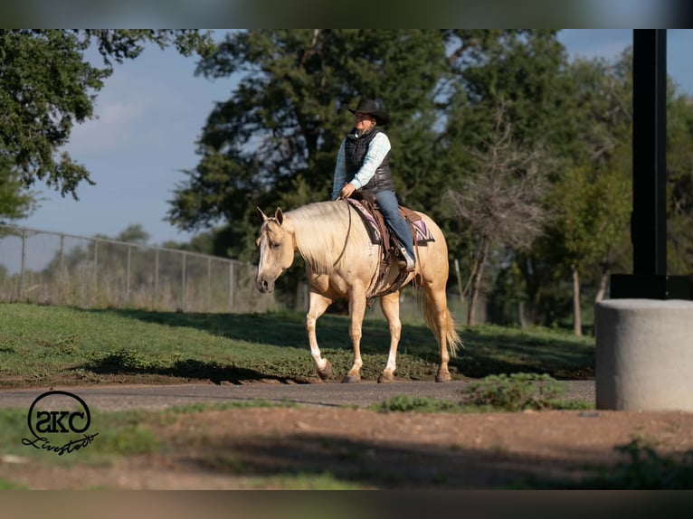 Caballo cuarto de milla Yegua 7 años Palomino in Canyon